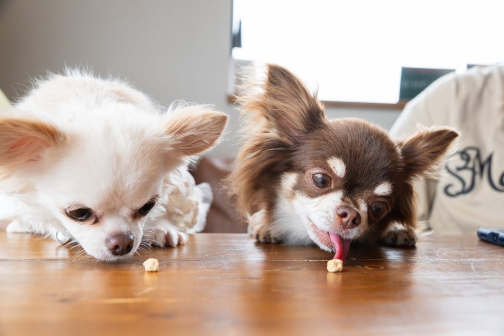 愛犬用早食い防止フードボウル名入れ対応