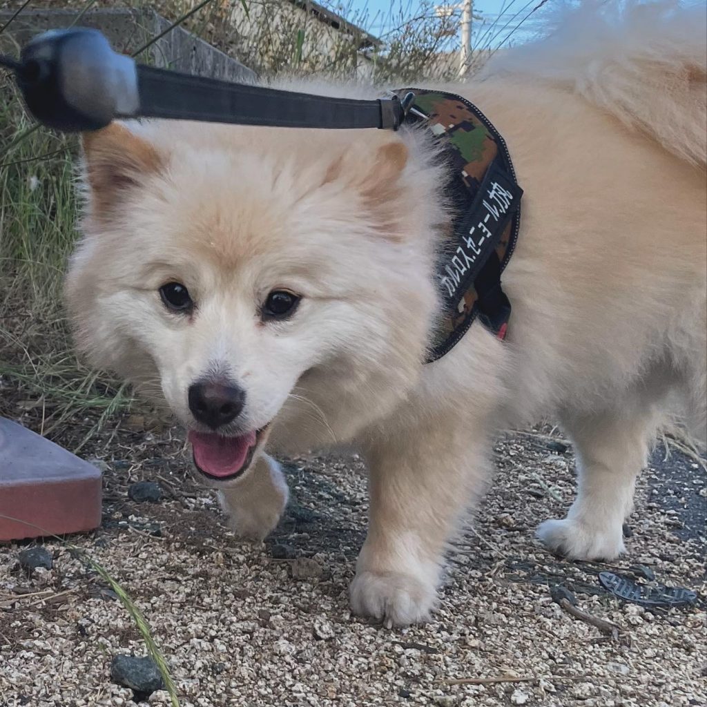 名入れイラスト入りフリスビーは愛犬と楽しく遊べるオリジナルグッズ♪公園やドッグランで注目の的！